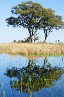 Delta de Okavango (10)