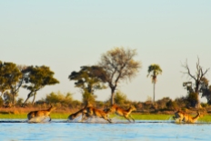 Delta de Okavango (44)