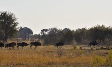 Delta de Okavango (41)